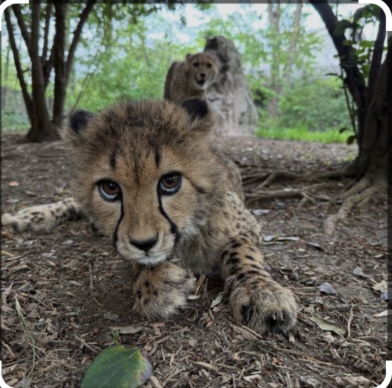 Baby cheetah Blank Meme Template