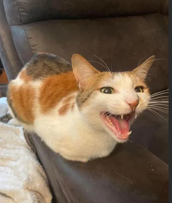 when i get robux Blank Meme Template