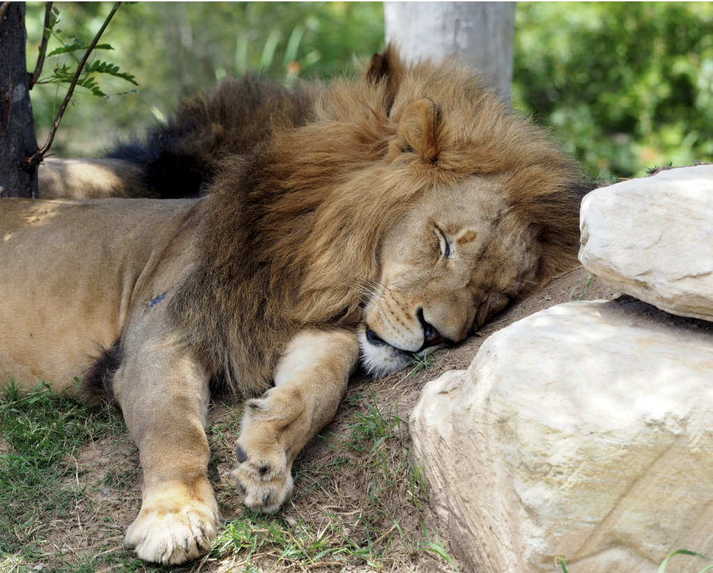 King of The Jungle??? Blank Meme Template