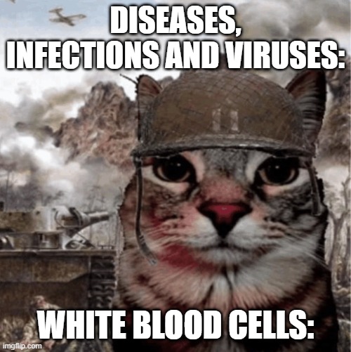 War Cat | DISEASES, INFECTIONS AND VIRUSES:; WHITE BLOOD CELLS: | image tagged in war cat | made w/ Imgflip meme maker