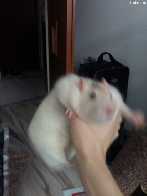 Fat Rat Grab | image tagged in fat rat grab | made w/ Imgflip meme maker
