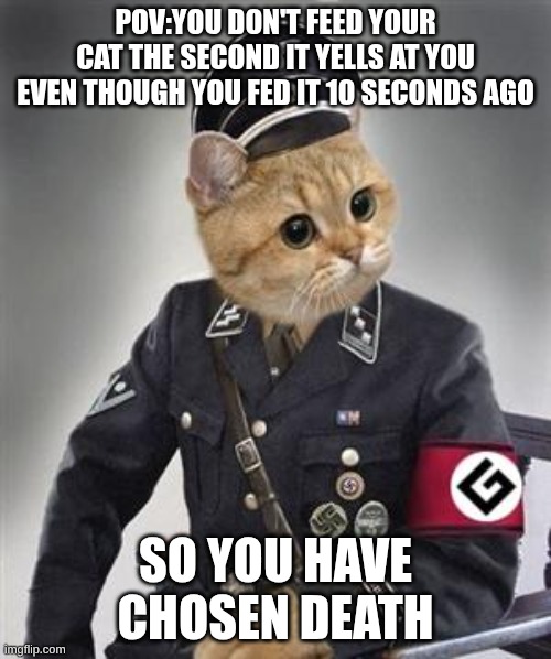 accurate | POV:YOU DON'T FEED YOUR CAT THE SECOND IT YELLS AT YOU EVEN THOUGH YOU FED IT 10 SECONDS AGO; SO YOU HAVE CHOSEN DEATH | image tagged in grammar nazi cat | made w/ Imgflip meme maker
