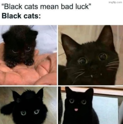 is just cute | image tagged in cat | made w/ Imgflip meme maker