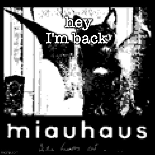 Miauhaus | hey I'm back | image tagged in miauhaus | made w/ Imgflip meme maker