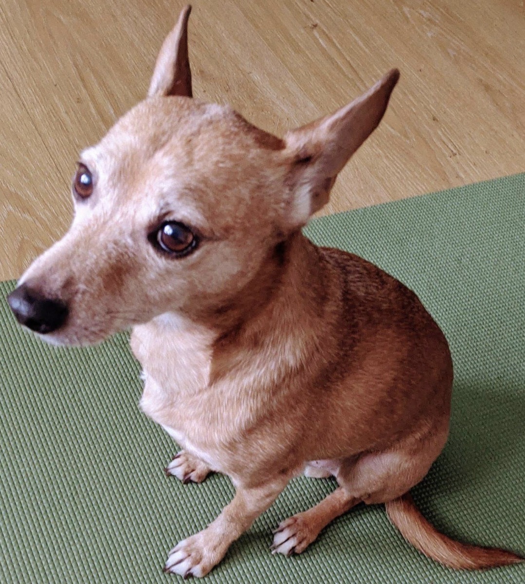 Chihuahua Blank Meme Template