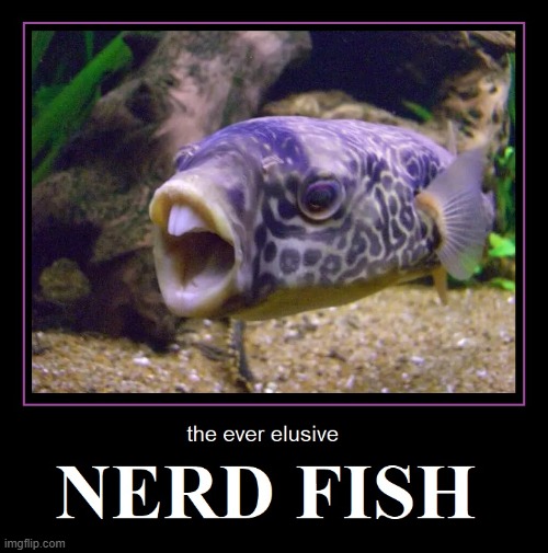 The Pride of my Aquarium | image tagged in vince vance,aquarium,purple,buck teeth,fish,memes | made w/ Imgflip meme maker