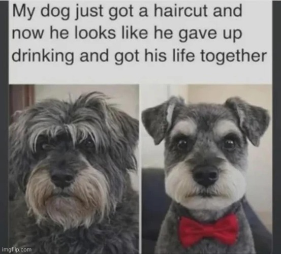 image tagged in msmg | made w/ Imgflip meme maker