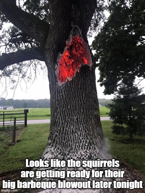 BBQ Time | Looks like the squirrels are getting ready for their big barbeque blowout later tonight | image tagged in squirrel,bbq,fire,oh no,party | made w/ Imgflip meme maker