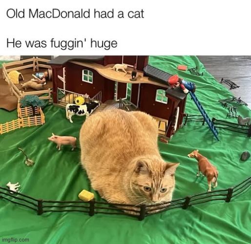 This has made my day | image tagged in memes,funny,cats,old macdonald | made w/ Imgflip meme maker