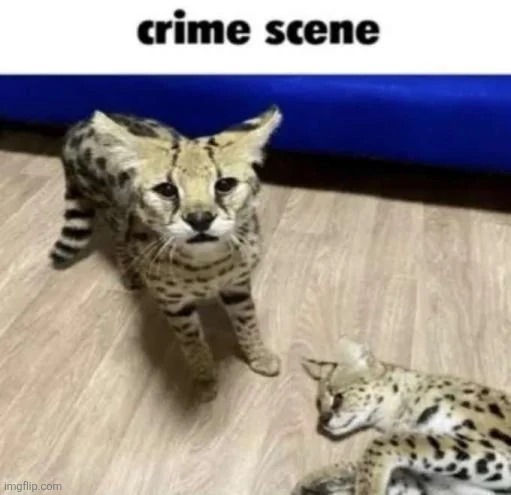crime scene | image tagged in crime scene | made w/ Imgflip meme maker
