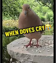 doves cry Blank Meme Template
