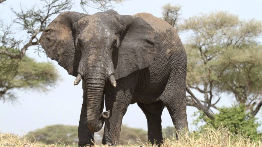 ELEFANTE ENOJADO | image tagged in elefante enojado | made w/ Imgflip meme maker