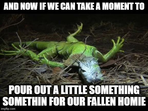 I've fallen and I can't get up | AND NOW IF WE CAN TAKE A MOMENT TO; POUR OUT A LITTLE SOMETHING SOMETHIN FOR OUR FALLEN HOMIE | image tagged in sassy iguana,iguana,homies,florida man,meanwhile in florida | made w/ Imgflip meme maker