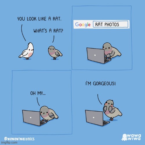 image tagged in birds,google,google search,rat,photos,gorgeous | made w/ Imgflip meme maker