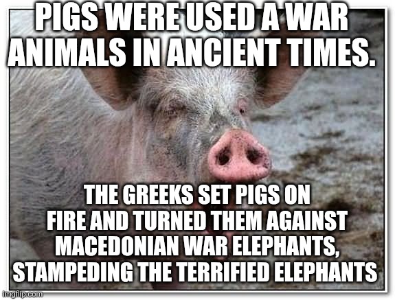 War Pigs ain't just a Black Sabbath tune | PIGS WERE USED A WAR ANIMALS IN ANCIENT TIMES. THE GREEKS SET PIGS ON FIRE AND TURNED THEM AGAINST MACEDONIAN WAR ELEPHANTS, STAMPEDING THE TERRIFIED ELEPHANTS | image tagged in pig | made w/ Imgflip meme maker