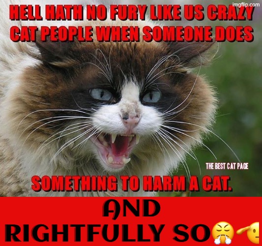 And Rightfully So | AND RIGHTFULLY SO😤🫡 | image tagged in cats,funny cats,the truth,animal rescue,crazy cat lady,angry cat | made w/ Imgflip meme maker