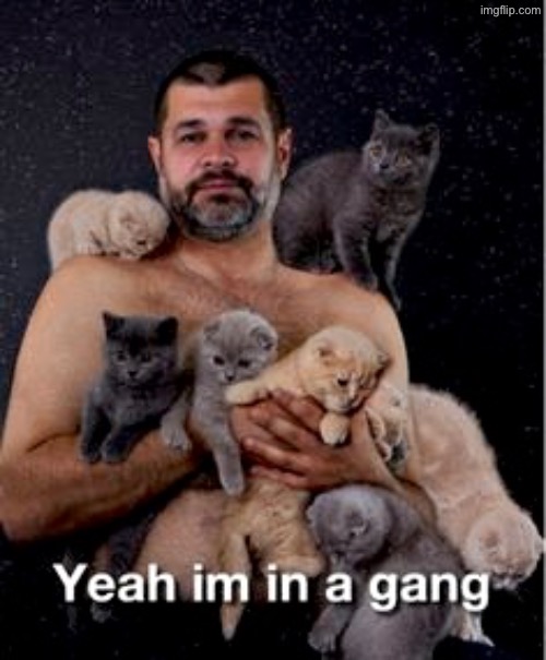 I'm In A Gang | image tagged in cats,kittens,gangsta,gangs,tough guy,cute kittens | made w/ Imgflip meme maker