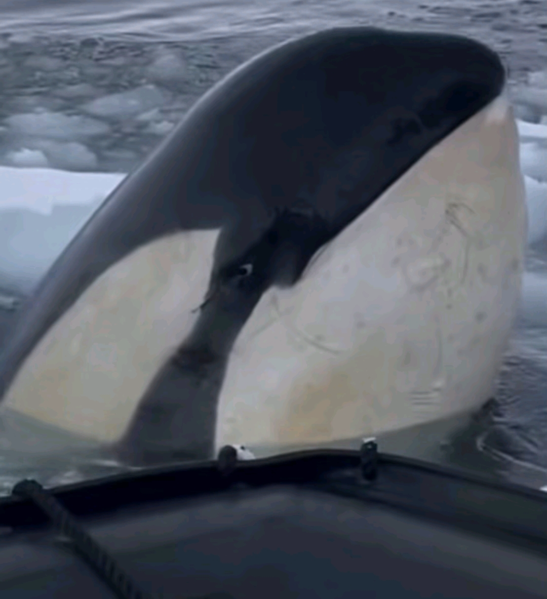 Orca Hello Blank Meme Template