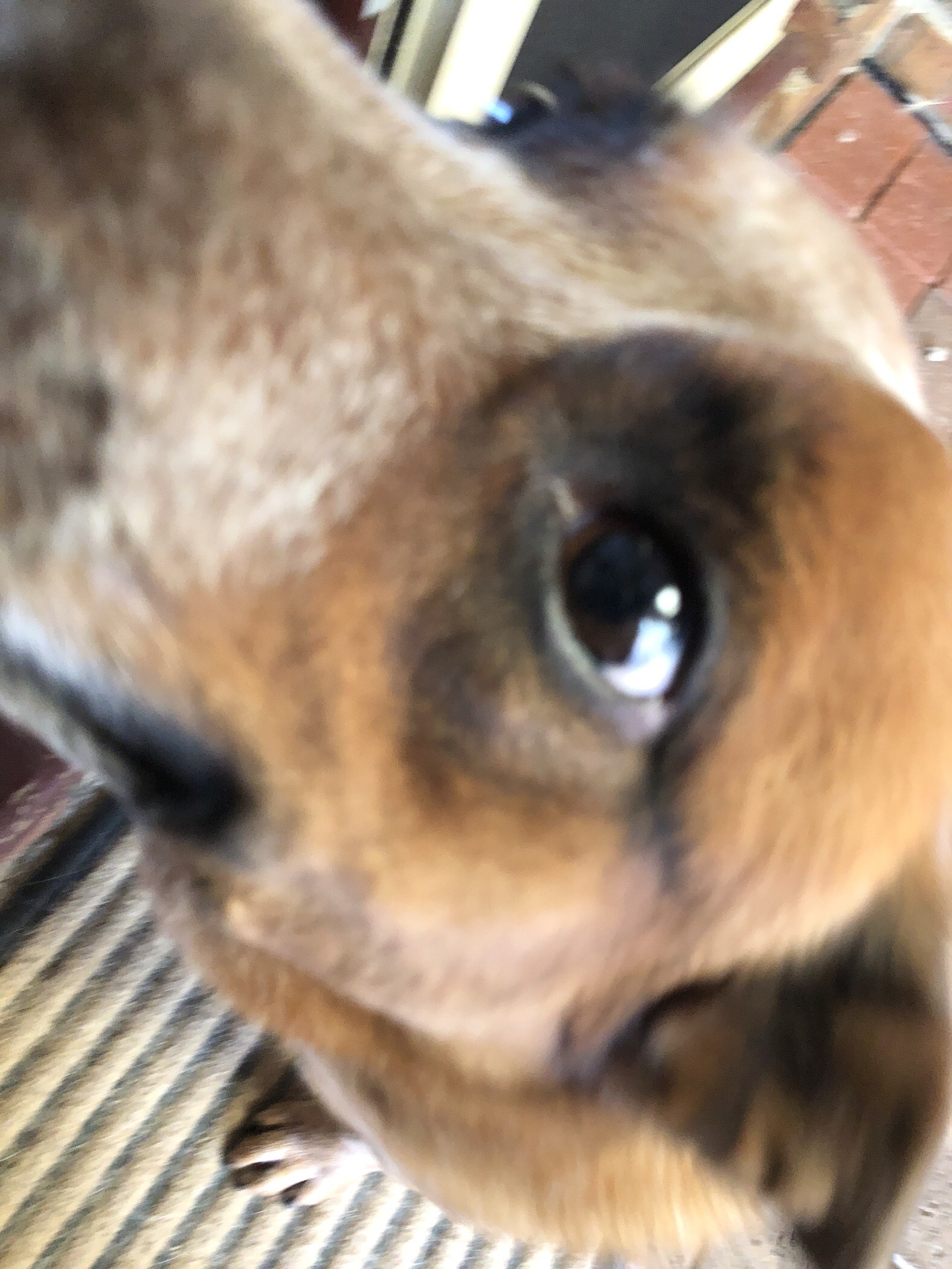 Das doggo Blank Meme Template