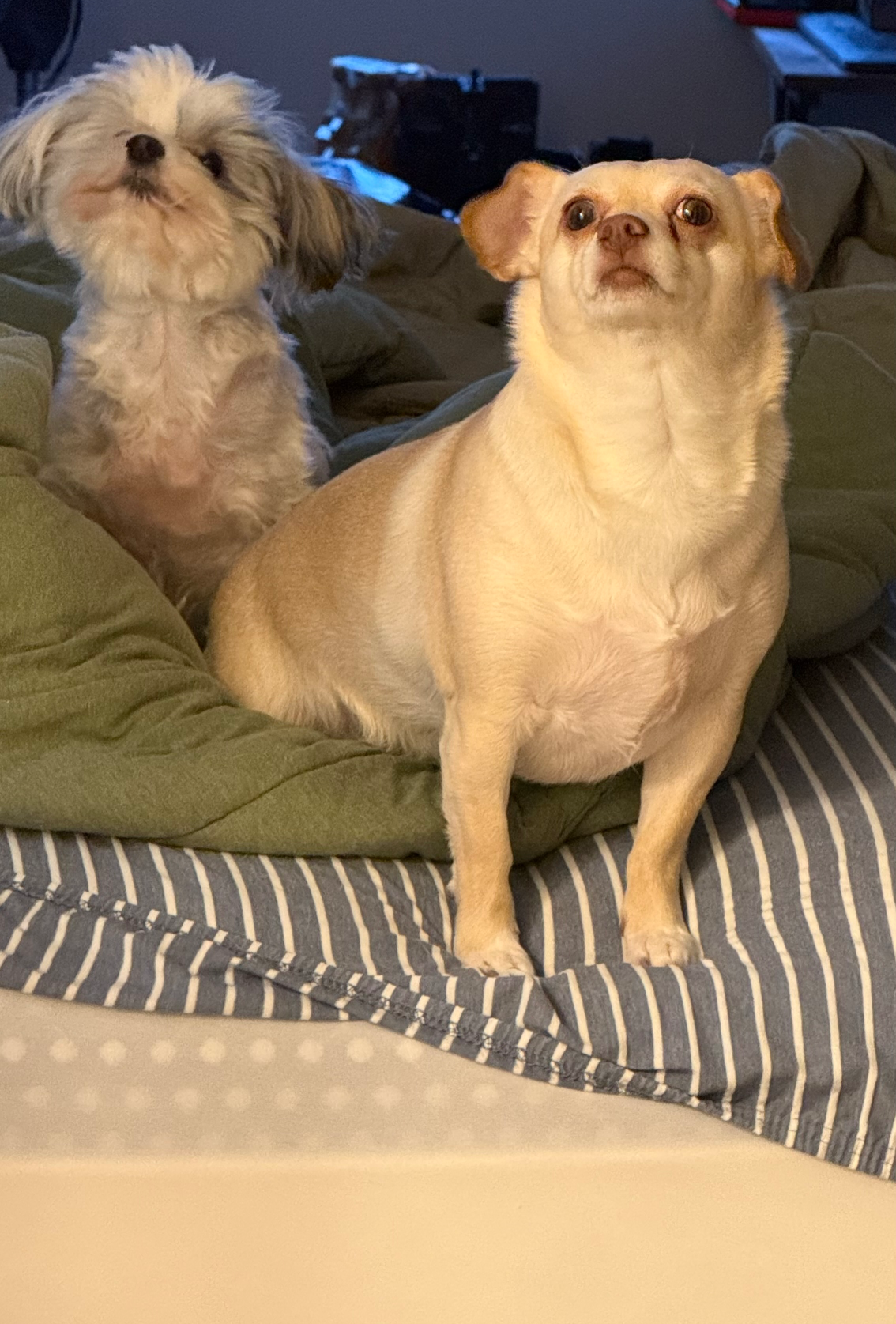 Who farted? Blank Meme Template