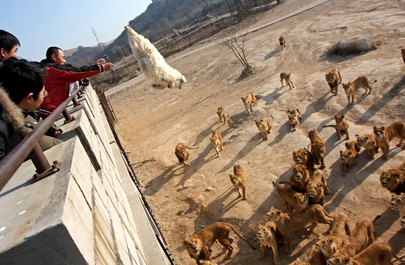 bait thrown into lion enclosure Blank Meme Template