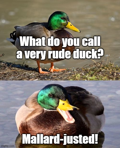 Bad Pun Duck | What do you call a very rude duck? Mallard-justed! | image tagged in bad pun duck | made w/ Imgflip meme maker