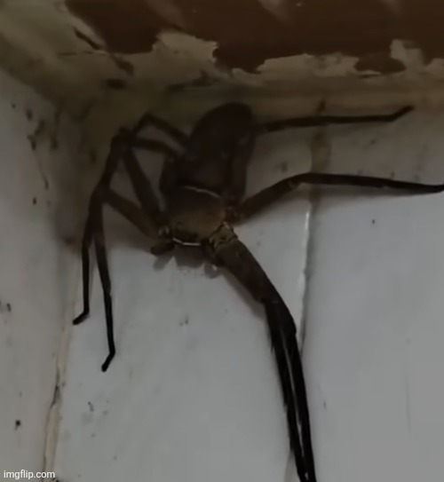 "Giggity" ahh spider | made w/ Imgflip meme maker