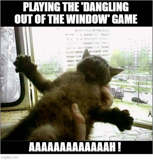 When You Realise Your Owner Is Insane ! | PLAYING THE 'DANGLING OUT OF THE WINDOW' GAME; AAAAAAAAAAAAAH ! | image tagged in cats,insane,owner,dangled | made w/ Imgflip meme maker