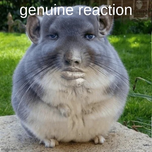 Serious Hamster | genuine reaction | image tagged in serious hamster | made w/ Imgflip meme maker