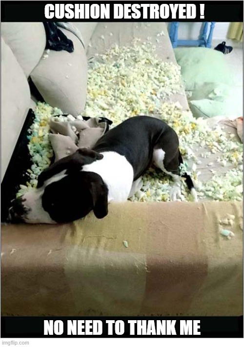 Threat Detected ! | CUSHION DESTROYED ! NO NEED TO THANK ME | image tagged in dogs,threat,cushion,destroyed | made w/ Imgflip meme maker
