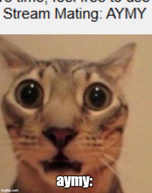 aymy: | image tagged in shocked cat | made w/ Imgflip meme maker