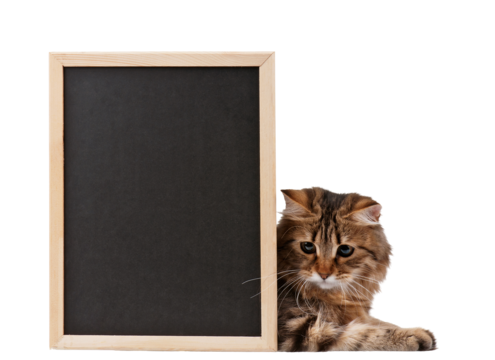 Cat with blackboard Blank Meme Template
