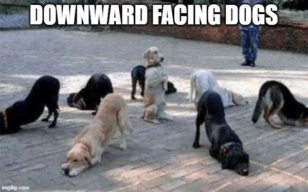 Welcome to Dog Yoga | DOWNWARD FACING DOGS | image tagged in dogs | made w/ Imgflip meme maker