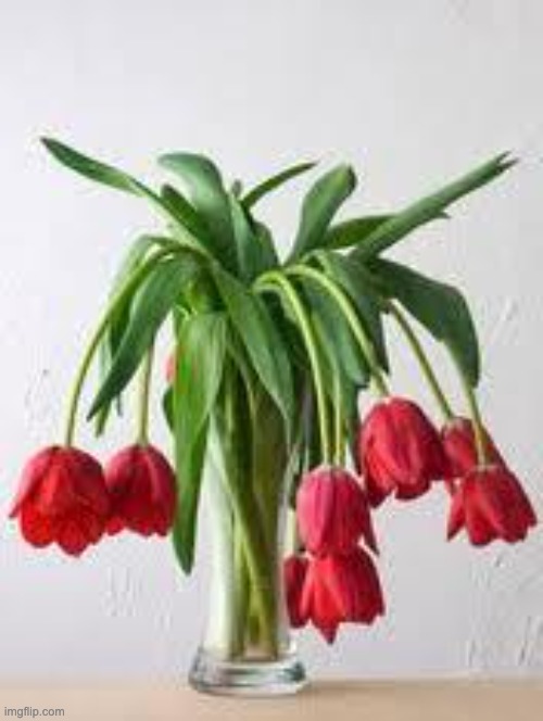 Wilted Flowers | image tagged in wilted flowers | made w/ Imgflip meme maker