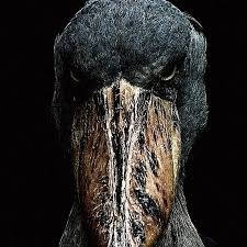 VTB Blank Meme Template