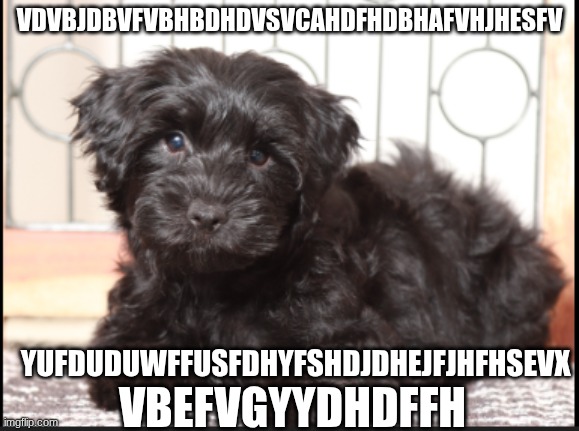 Sorry my little sister came and did SOMETHING | VDVBJDBVFVBHBDHDVSVCAHDFHDBHAFVHJHESFV; YUFDUDUWFFUSFDHYFSHDJDHEJFJHFHSEVX; VBEFVGYYDHDFFH | image tagged in dog,memes | made w/ Imgflip meme maker