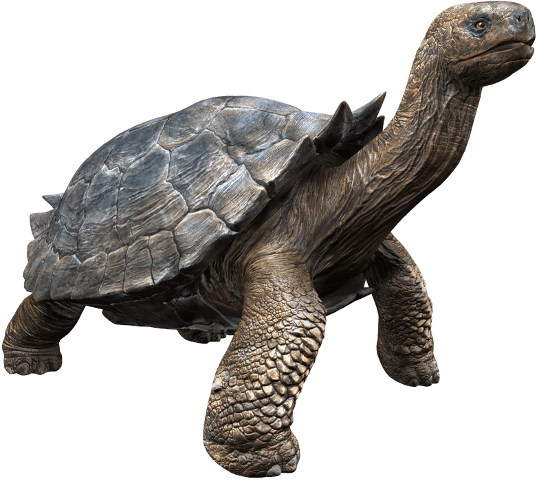 Carbonemys (JWA Design) Blank Meme Template