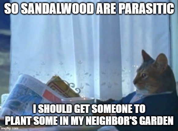 This is either a good thing or a bad thing since sandalwood are sought after | SO SANDALWOOD ARE PARASITIC; I SHOULD GET SOMEONE TO PLANT SOME IN MY NEIGHBOR'S GARDEN | image tagged in memes,i should buy a boat cat,sandalwood | made w/ Imgflip meme maker