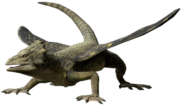 Coelurosauravus (JWA Design) Blank Meme Template