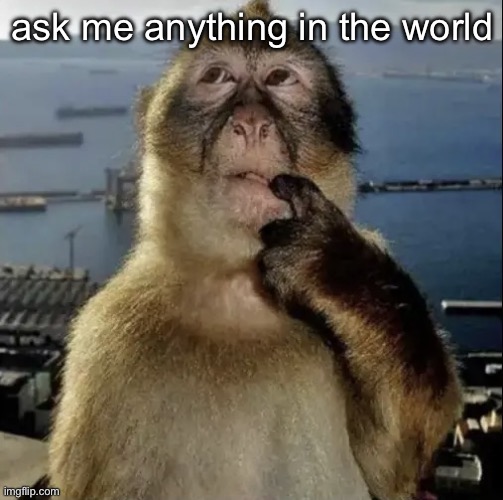monkey thinking | ask me anything in the world | image tagged in monkey thinking | made w/ Imgflip meme maker