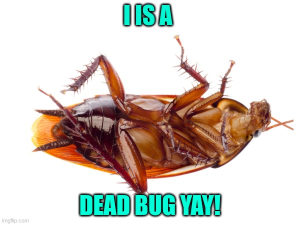 silly | I IS A; DEAD BUG YAY! | image tagged in funny memes | made w/ Imgflip meme maker