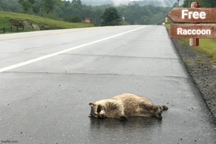 I mean... It's free | image tagged in free,raccoon,why not | made w/ Imgflip meme maker