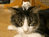 Danny-boy cat stuff | image tagged in gifs | made w/ Imgflip images-to-gif maker