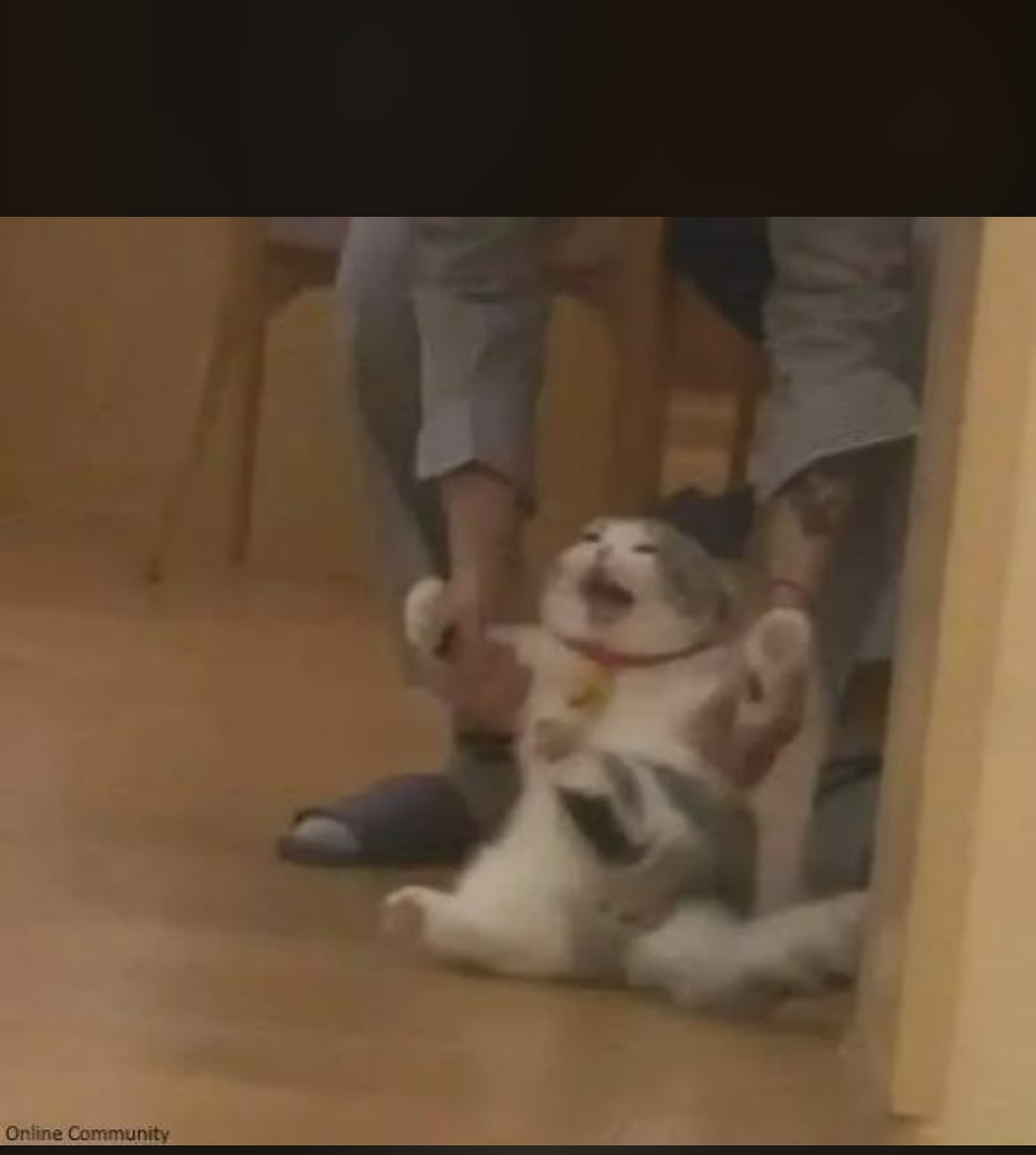 Cat dragged Blank Meme Template