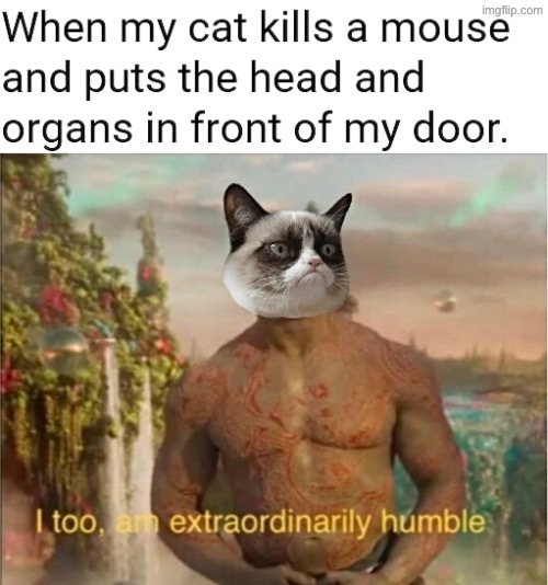 It’s a Gift | image tagged in cats,funny cats,gifts,surprise,turds,grumpy cat | made w/ Imgflip meme maker