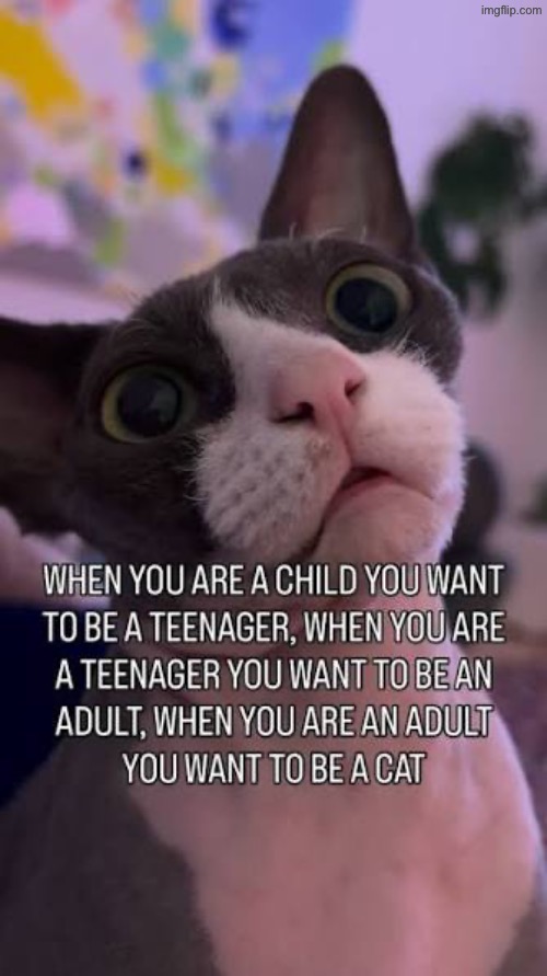 Yeah pretty much | image tagged in cats,kids,teenagers,adults,funny cats,funny memes | made w/ Imgflip meme maker