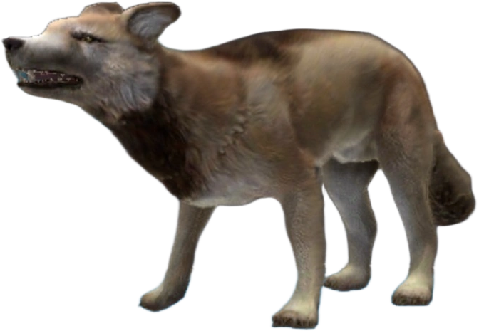 Dire Wolf (JWA Design) Blank Meme Template