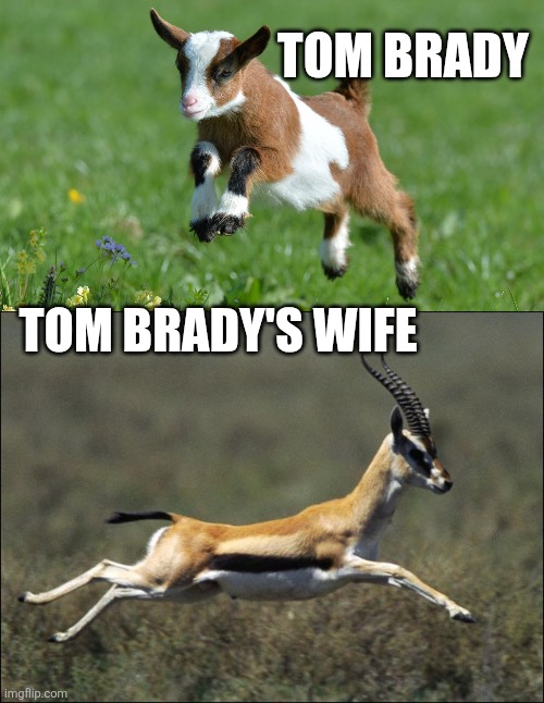Idk if someone thought of this yet but it kinda seems like a naturally occuring meme. | TOM BRADY; TOM BRADY'S WIFE | image tagged in cute baby goat,gazelle | made w/ Imgflip meme maker