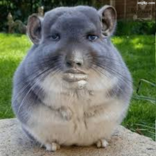 Grey Chinchilla Meme | image tagged in grey chinchilla meme | made w/ Imgflip meme maker