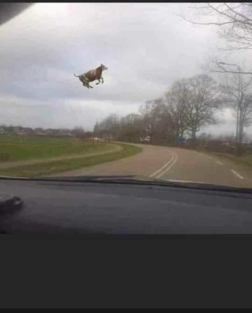 Cow in the air Blank Meme Template